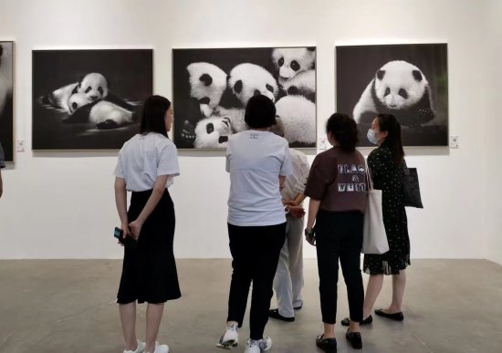 “<em>黑与白</em>”熊猫艺术创意展｜周孟棋：熊猫文化的时代魅力