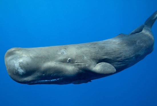 突发！巨型<em>鲸鱼</em>在浙江搁浅，目前仍未回到海洋，该怎么救它？