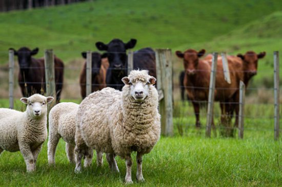 每周科技串讲｜提高良种牛羊<em>繁殖</em>效率 推动牛羊产业健康发展