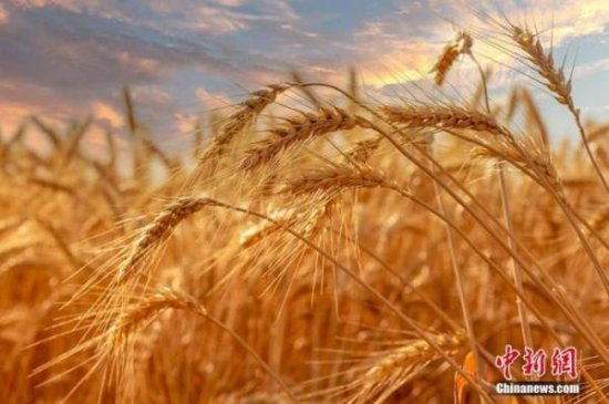 国际<em>小麦价格</em>回落 世界粮食危机解除？