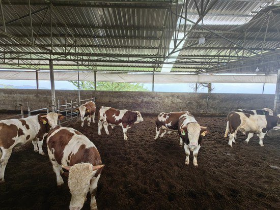 仁怀：培育壮大牛产业 拓宽群众致富路
