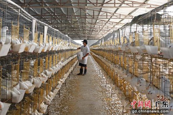 广东梅州：“小鸽子”大产业
