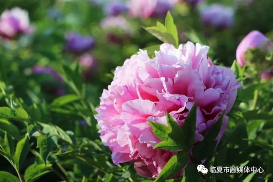 春日“顶流”→河州紫斑牡丹，要盛开了！！！