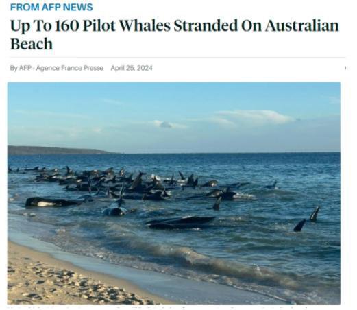 逾百头领航鲸在澳大利亚<em>海滩</em>搁浅 已有26头鲸<em>死亡</em>！