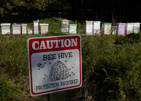 五十年来<em>寿命</em>减少一半！蜜蜂消失会导致人类灭绝吗？