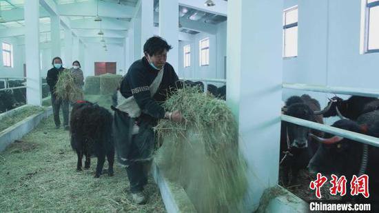 西藏那曲：发展绿色生态<em>畜牧业</em> 促进牧民增收致富
