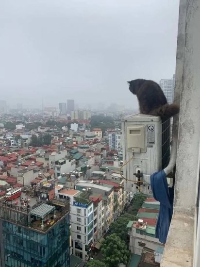“我住24楼不封窗，<em>猫跳楼</em>是它命不好！”
