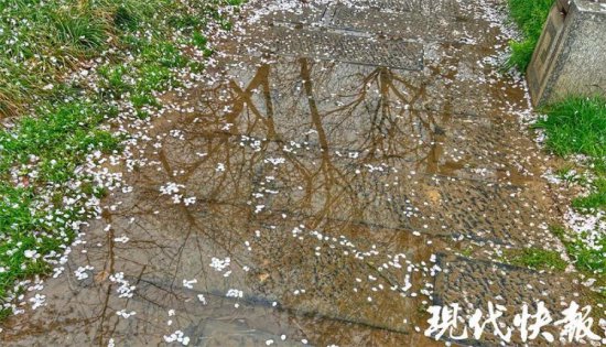 春雨过后，南京铺上一层樱花地毯
