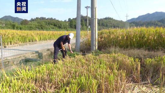 1015.66公斤！杭州水稻平均亩产破纪录
