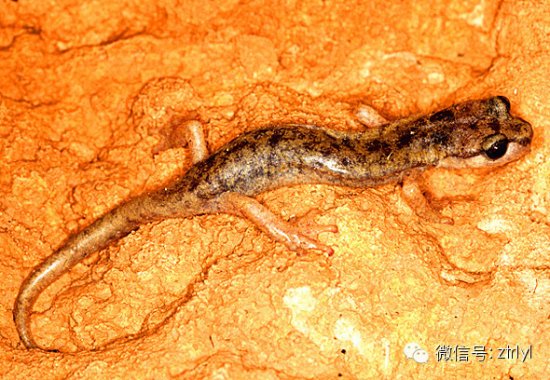 蝾螈 物种 巨山 今日 supramonte salamander rlyl cave/生长繁殖 Growth and reproduction