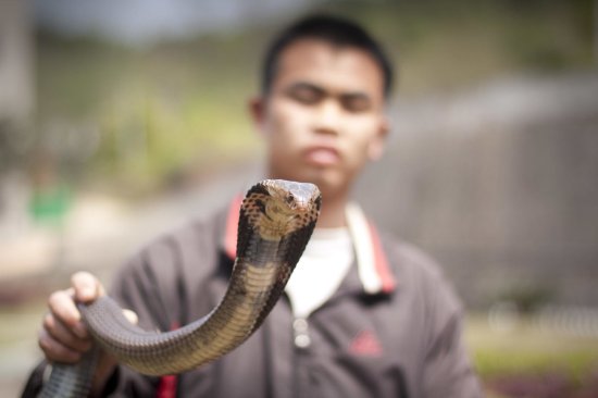 被眼镜<em>蛇咬手</em>，印度8岁男童反咬蛇两口：人没事，蛇死了