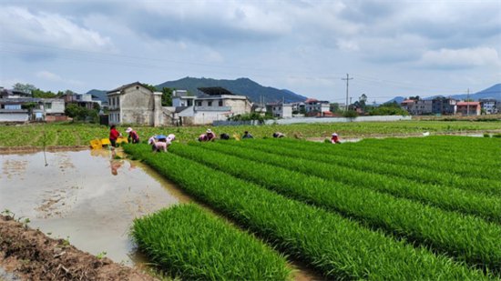 龙南市渡江镇果龙村掀起早稻种植热潮，共绘乡村振兴新篇章