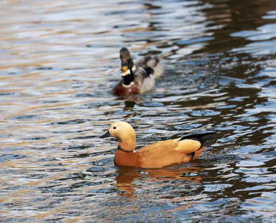 忠贞不渝的“爱情鸟”赤麻鸭在济南过冬很快乐