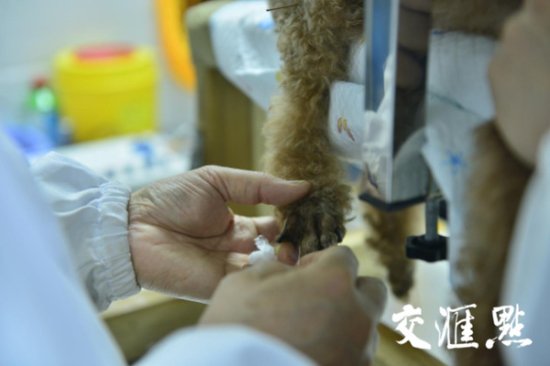 为猫狗针灸、把脉……探秘中兽医如何守护宠物健康？