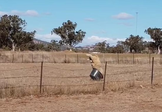 澳大利亚一只愤怒的公羊被拍到不断冲锋 攻击<em>一个黑色</em>水桶