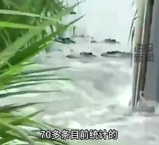 广东茂名70多条鳄鱼出逃，当地：暂无伤亡，居民尽量<em>不出门</em>