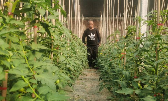 围绕蔬菜中药材水果等做文章 河北临西县打造优势<em>农产品生产</em>基地
