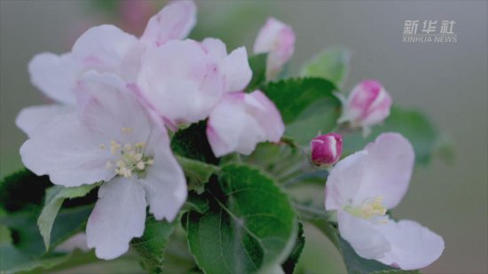 上海辰山<em>植物</em>园“牛顿苹果树”首次在<em>室外</em>开花