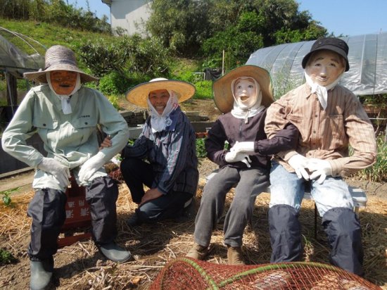 高清：日本农妇巧制超逼真稻草人 成功击退偷食乌鸦