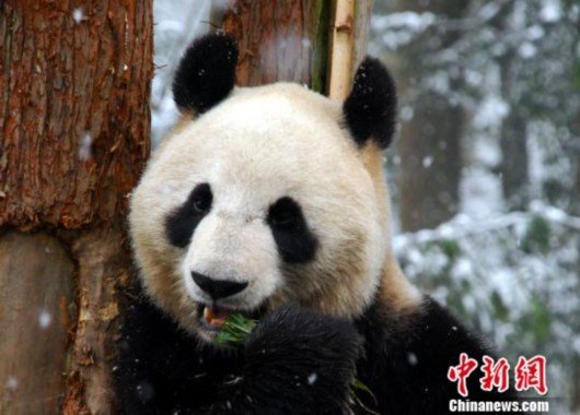 旅居日本大熊猫“仙女”产下今年全球首胎<em>海外熊猫宝宝</em>