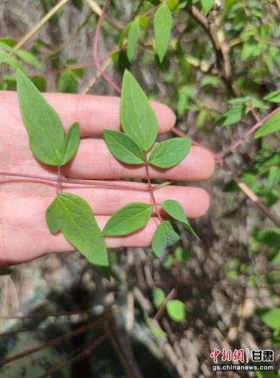 白龙江博峪河保护区现国家一级保护植物紫斑牡丹