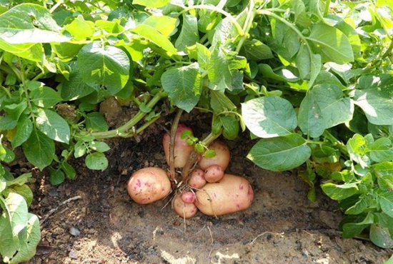 土豆一年<em>用多少</em>肥能增产？土豆什么时候打叶面肥？