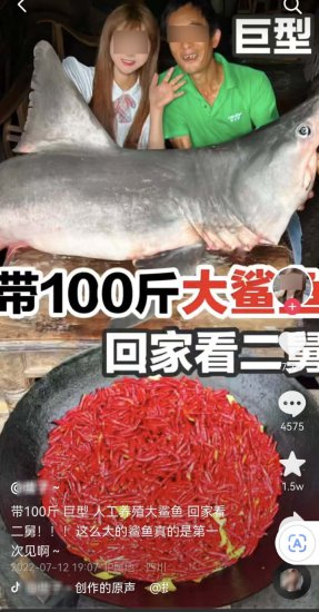烹食大白鲨，网红“提子”被罚12.5万