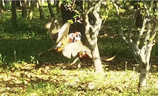 <em>稀有动物</em>在扬州城区多起来了 两只野鸡林中上演争霸赛