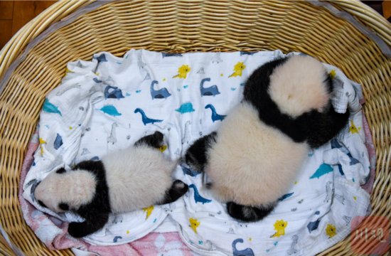 萌翻了！<em>今年出生</em>8只熊猫幼崽首次同框留影