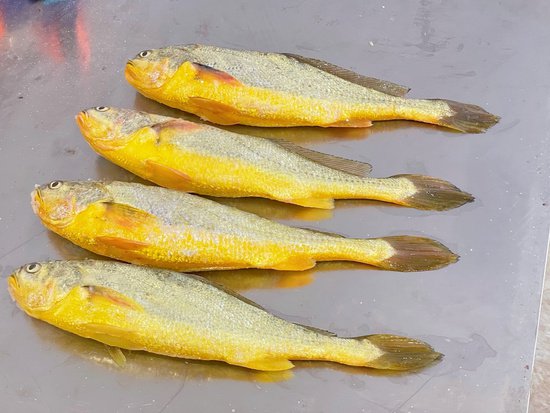 温州大黄鱼｜条形健美，色泽金黄