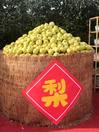 <em>商丘宁陵</em>酥梨丰收 看丰饶的“黄金”在枝头舞蹈