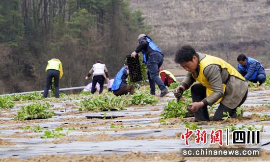 广元朝天：蔬菜种植忙 振兴产业旺