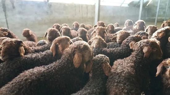 富蕴：冬羔生产正当时 龙年致富“喜羊羊”