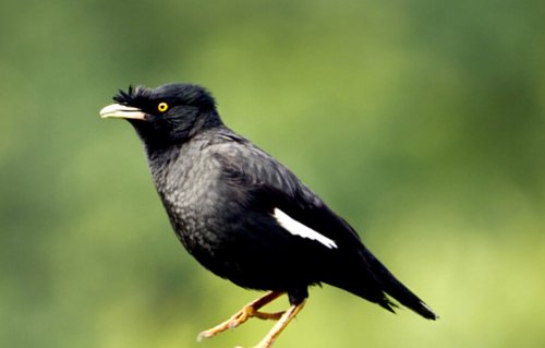 地球上<em>最美的</em>十种黑色的鸟类！