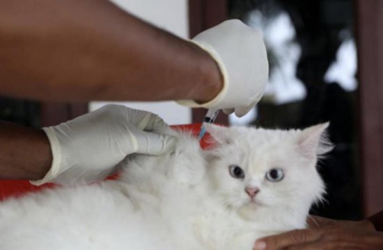 8岁狂犬病患儿死亡！每年8月份高峰到，政府免费给狗接种疫苗