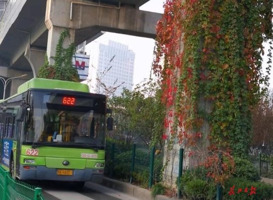 武汉立柱绿化初见成效，轻轨桥墩呈现“彩柱”美景