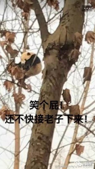 这只<em>属</em>猴的熊猫<em>火</em>了：喝<em>最</em>烈的酒，爬最高的树！
