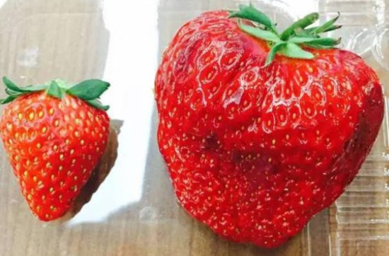 体型“<em>膨胀</em>”<em>的</em>草莓可以吃吗？如何挑选健康草莓？